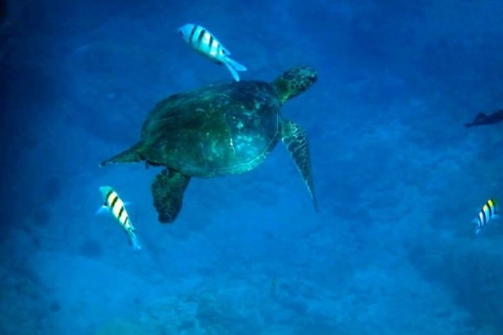 a turtle swimming under water