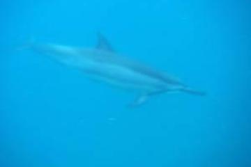 a fish swimming under water