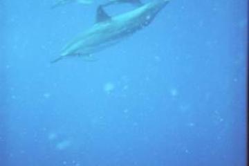 a fish swimming under water